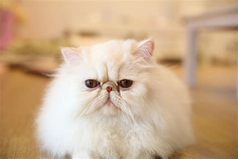 The 30 Best Cat Breeds Ranked Mashable