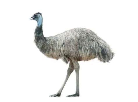 10 Incredible Emu Facts A Z Animals