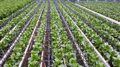 Trying to decide which is the most profitable crop for your situation depends on many factors. Smart greenhouses generate electricity and grow healthy crops