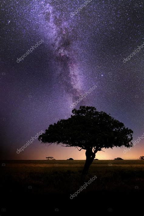 Africa Savannah Night Sky With Milky Way — Stock Photo © Ndphoto 26366129