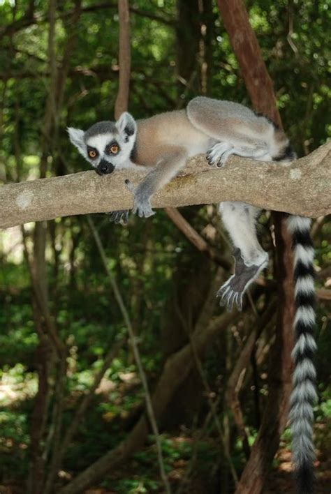 Lemurs Snooze In Caves Like Early Humans