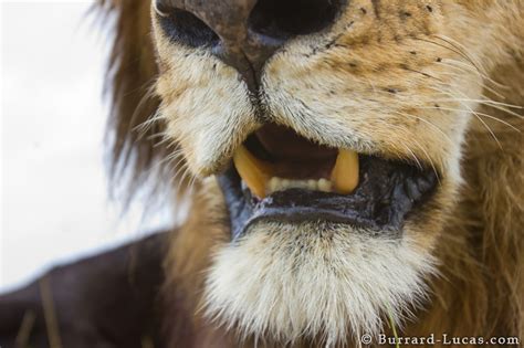 Lion Teeth Burrard Lucas Photography