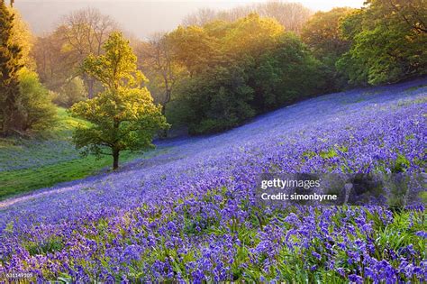 Bluebells In The Countryside Minterne Magna Dorset England Uk High Res