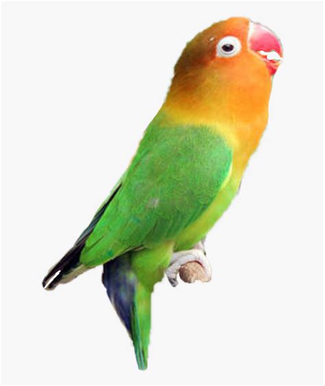 Kumpulan jenis mutasi warna lovebird euwing beserta ciri ciri harga dan. Logo Lovebird Aqsha Makanan Burung Lovebird Yang Bagus Hd