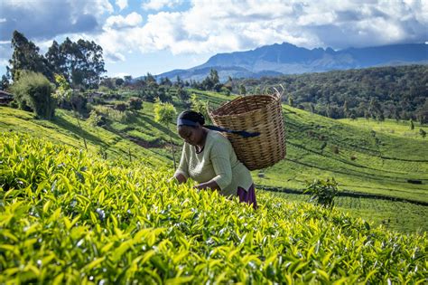 World Rainforest Day Kenyan Tea Farmers Renewable Energy