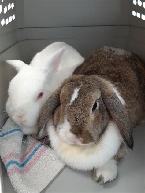 Rabbit For Adoption Forever In Our Care Harvey And Candy A Bunny