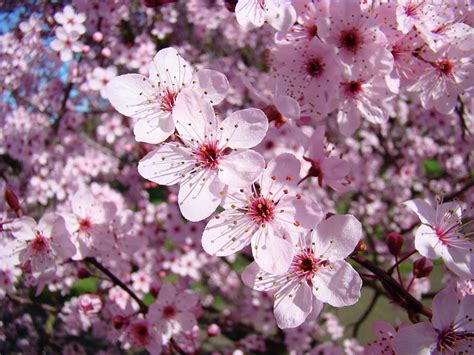 Tree Blossoms Pink Spring Flowering Trees Baslee Troutman Photograph By