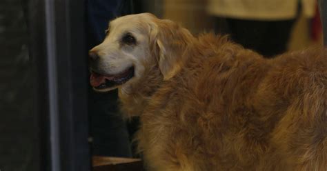 Last Known Surviving 911 Search Dog Dies At 16