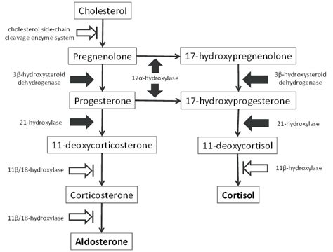 Adrenal Aldosterone And Cortisol Biosynthetic Pathways Key Steps Have