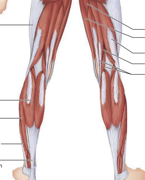 Muscles Back Thigh Diagram Quizlet