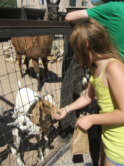Visit Farm Animals With The Kids