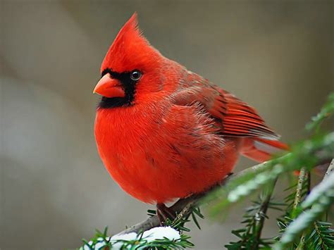 The Life Of Sweet Birds Cardinal Red Birds