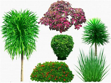 17 Psd Trees Plants Images Psd Tree Free Download Photoshop Trees