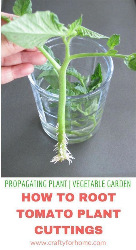 How To Root Tomato Plants From Cuttings Tomato Plants Propagating