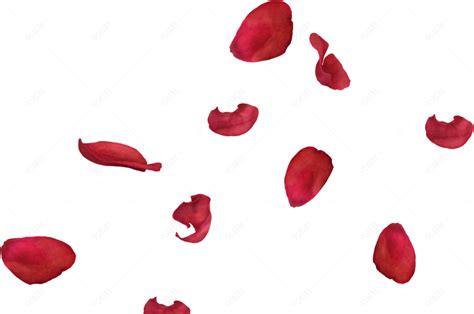 红色玫瑰花瓣飘落【免抠元素png】 90设计网