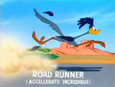 First Versions Wile E Coyote And The Road Runner