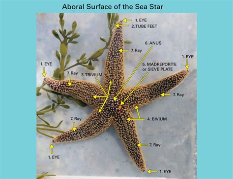 Starfish Anatomy Diagram