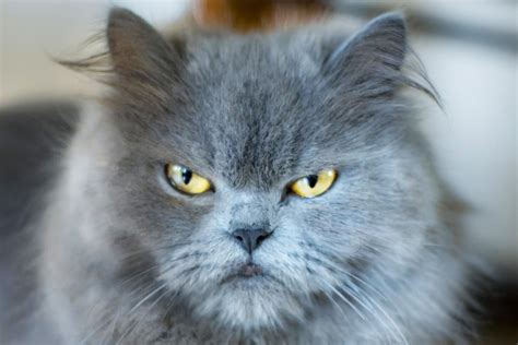 Grumpy Cat Names For Your Cantankerous Feline Lovetoknow
