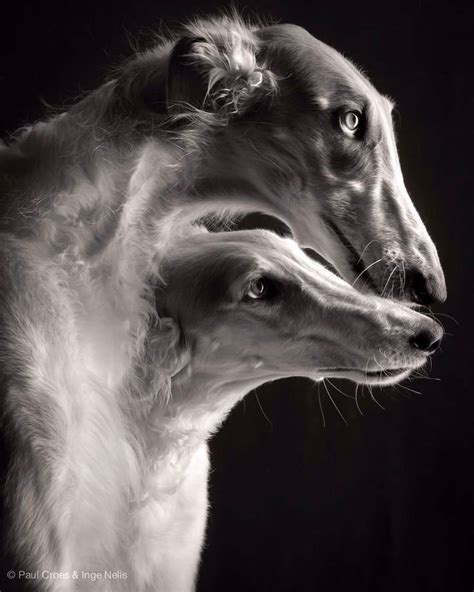 Albertocabornero “borzois By Paul Croes ” Beautiful Dogs