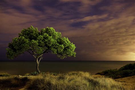 Alone Tree Photograph By Alex Stoen Photography