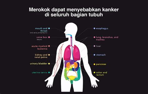 5 Bahaya Rokok Bagi Kesehatan Organ Tubuh Manusia