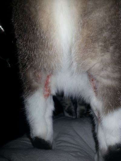 Bald Spot On Cat With Scab