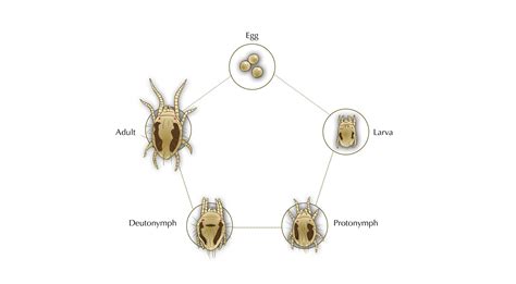 Mite Life Cycle
