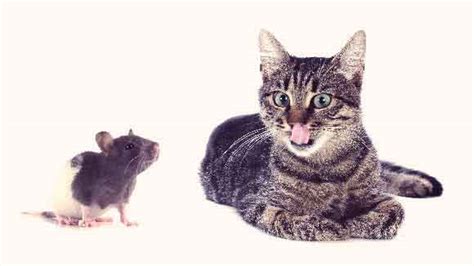 Is It Safe To Let Your Cat Get Rid Of Mice Petcarerx