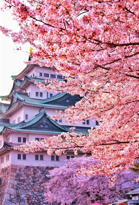 Pin By Trang On 桜 Japan Landscape Cherry Blossom Wallpaper Beautiful Nature Wallpaper