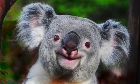 Aww So Cute Smiling Koala Say Cheese Pinterest