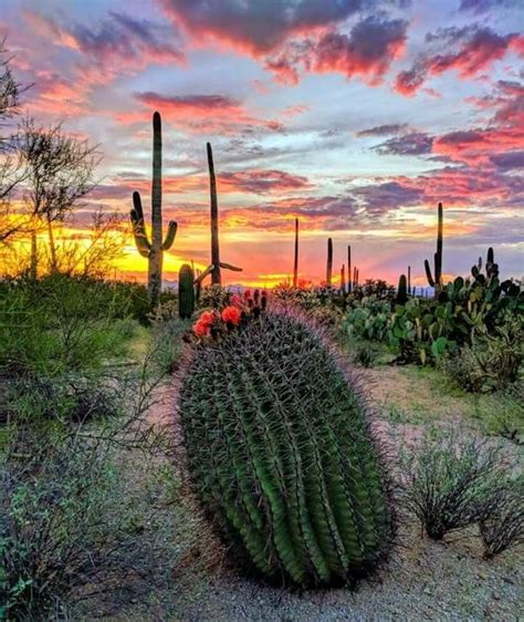 Saguaro National Park In Arizona Arizona Cactus Cactus Flower