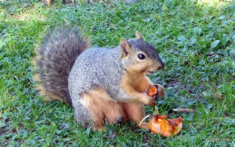 Hungry Squirrel A Hungry Squirrel Eats A Persimmon Ron Cooper Flickr