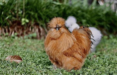 Fluffy Chicken Breed