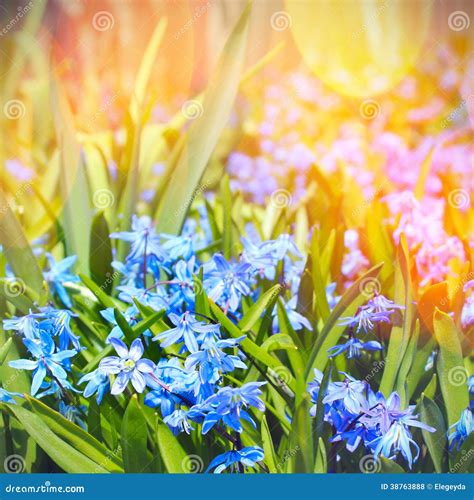 Blue Spring Flower Stock Photo Image Of Beautiful Background 38763888