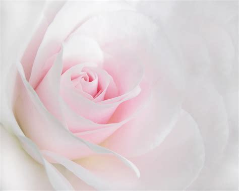 Heaven S Light Pink Rose Flower Photograph By Jennie Marie Schell