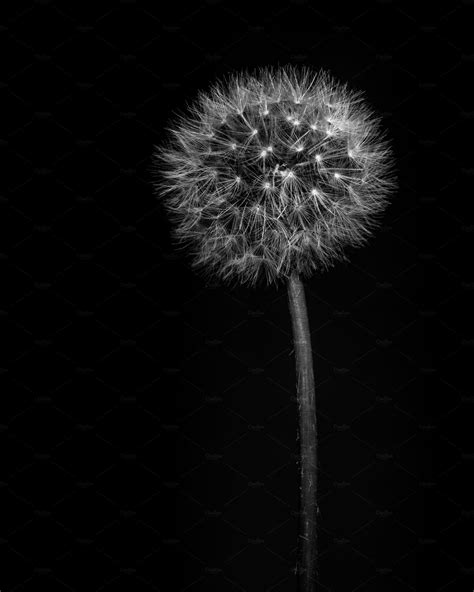 Black And White Dandelion Featuring Dandelion Fine Art And Black And