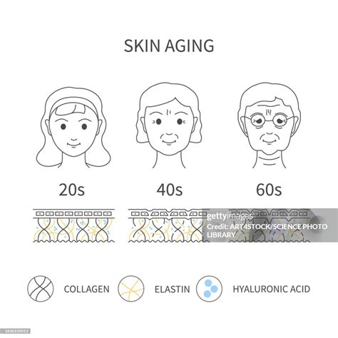 Skin Aging Conceptual Illustration High Res Vector Graphic Getty Images