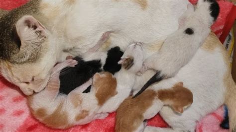 The Cat Gave Birth To Five Kittens Uwu Youtube