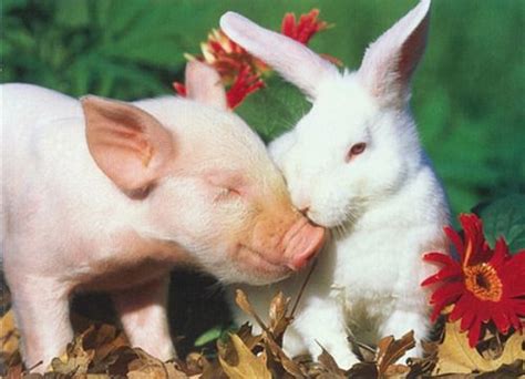 Pig Kissing A Rabbit Pigs Pinterest Pigs And Rabbit