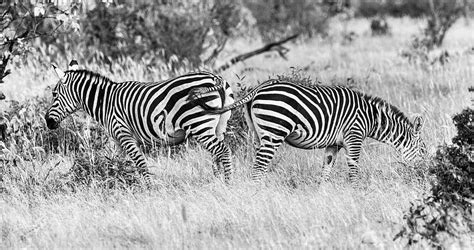 Hd Wallpaper Zebras Africa Animal World Nature Wild Black And