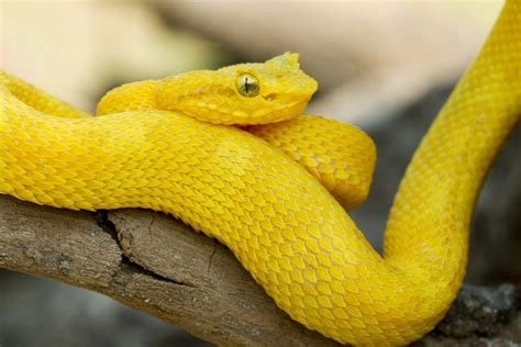 9 Gorgeous Snake Species From Around The World Yellow Snake Snake