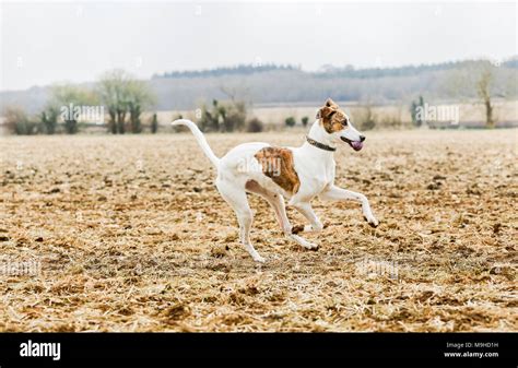 Lurcher Dog Out On A Walk In The Countryside Uk Stock Photo Alamy