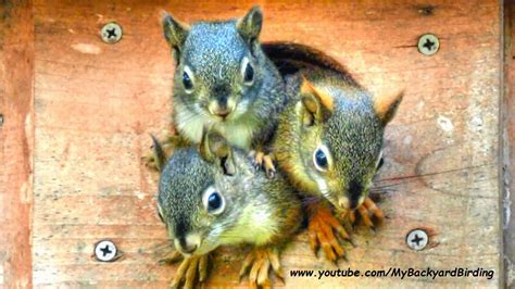 Backyard Birdingand Nature Funniest And Cutest Baby Squirrels