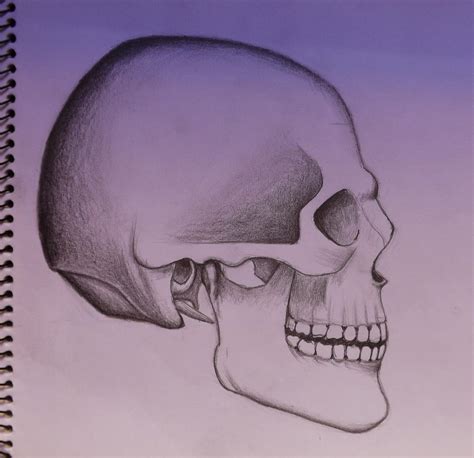 Skull Sketch Side View By Fabioausto On Deviantart