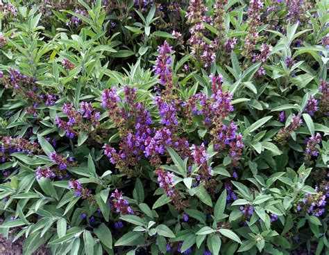 Salvia Officinalisuna Panacea Mediterranea