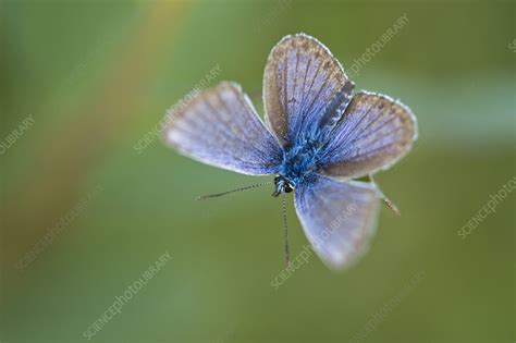 Silver Studded Blue Butterfly Stock Image C0414410 Science Photo