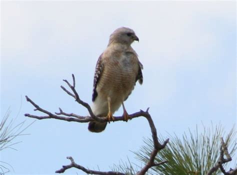 Easy Birds To See On Hilton Head Island Red Shouldered Hawk Flying