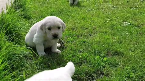 Cute 1 Month Old Golden Retriever Puppies Exploring The