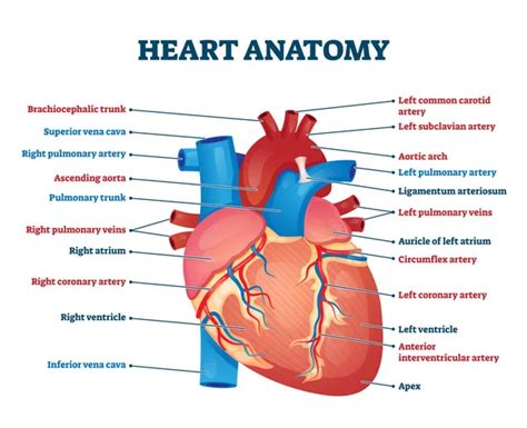 Heart Anatomy Vector Illustration Labeled Organ Structure Educational