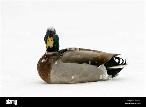Mallard Duck In The Snow Stock Photo Alamy